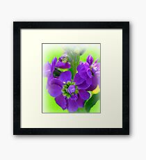 Softness Framed Print