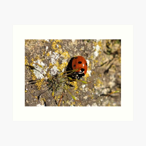 Item preview, Ladybird and Lichen designed and sold by dilouise.