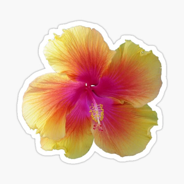 Item preview, Hibiscus designed and sold by Rick Edwards.