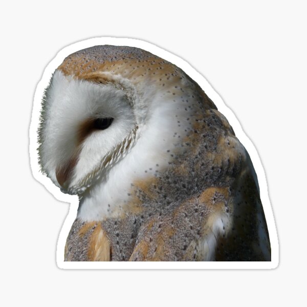 Item preview, Barn owl designed and sold by ClareLH.