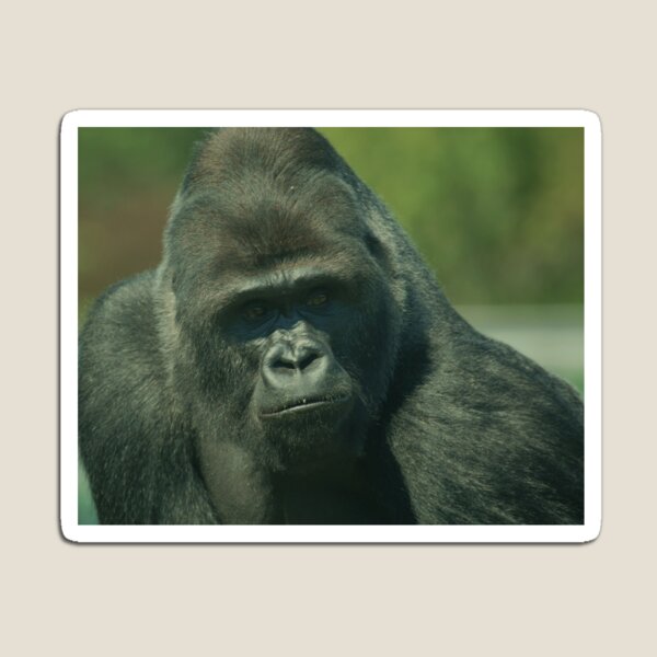 Big Daddy! Magnet