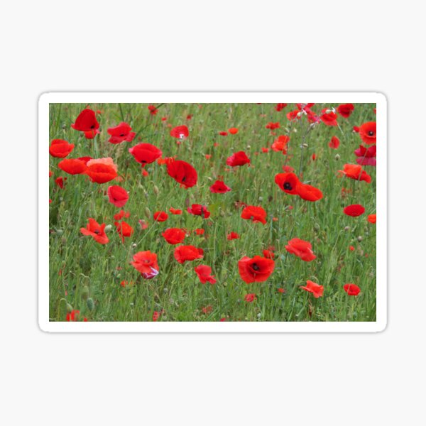 Field of poppies Sticker