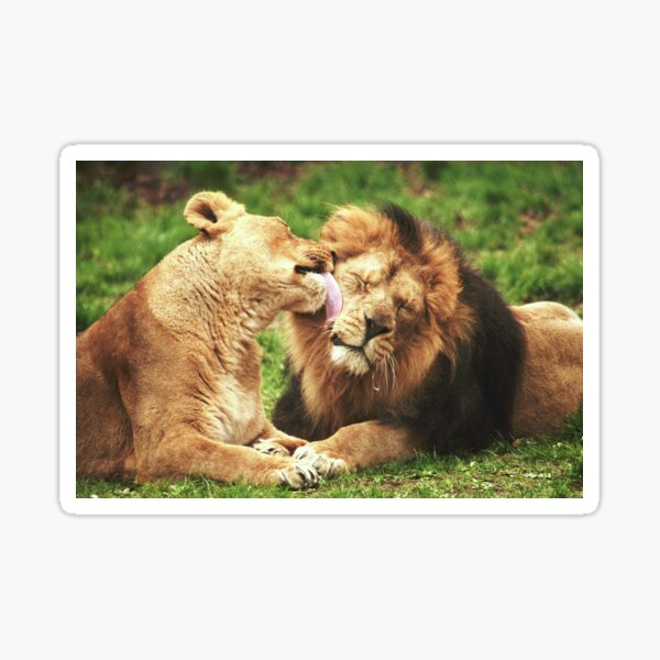 Pure Love! Sticker