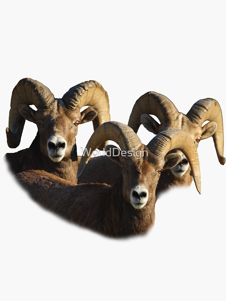 "A Group of Rams" Sticker for Sale by WorldDesign Redbubble