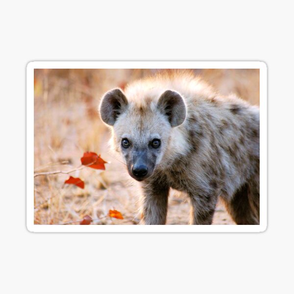 YEAH, I AM WATCHING YOU! - Spotted Hyaena - Crocuta crocuta Sticker