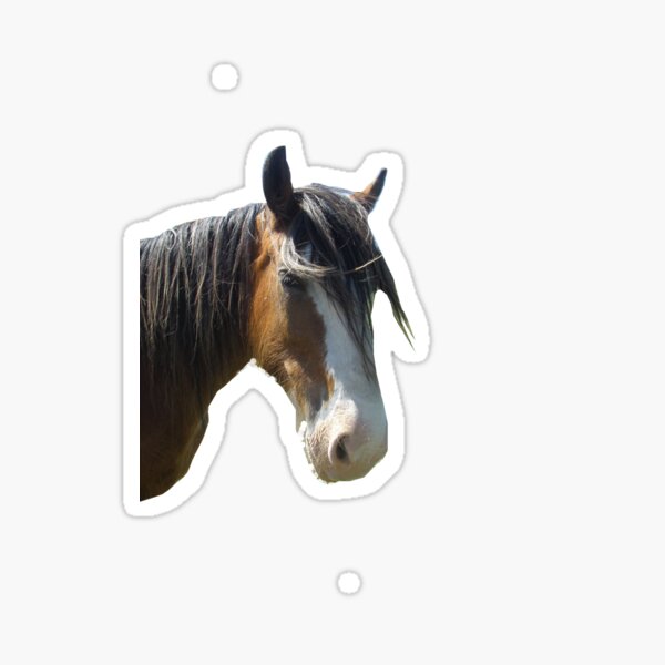 Gorgeous Ralph from High Country Trail Rides Oberon Sticker