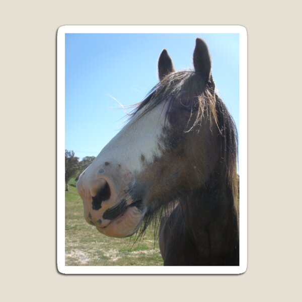 Item preview, Beautiful Joe from High Country Trail Rides Oberon designed and sold by Alex Gardiner.