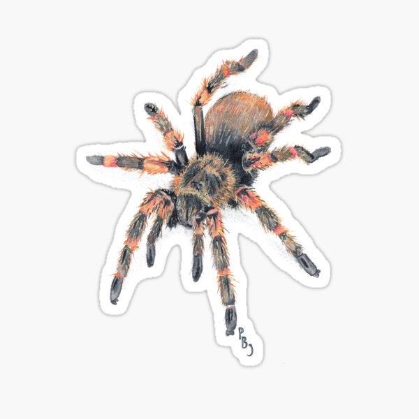 Item preview, Mexican Red Knee Tarantula Tee designed and sold by Pete Janes.