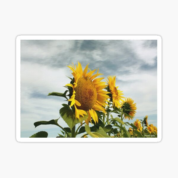 HC0070 Sticker