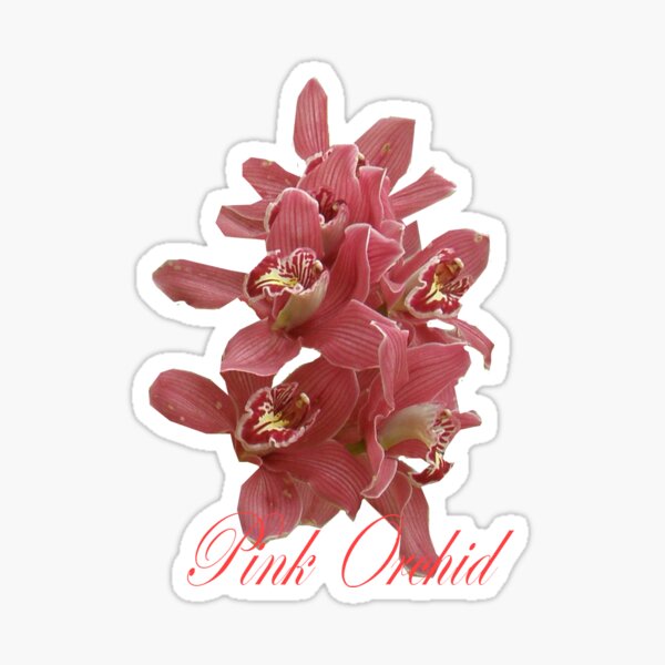 Pink Orchid Sticker