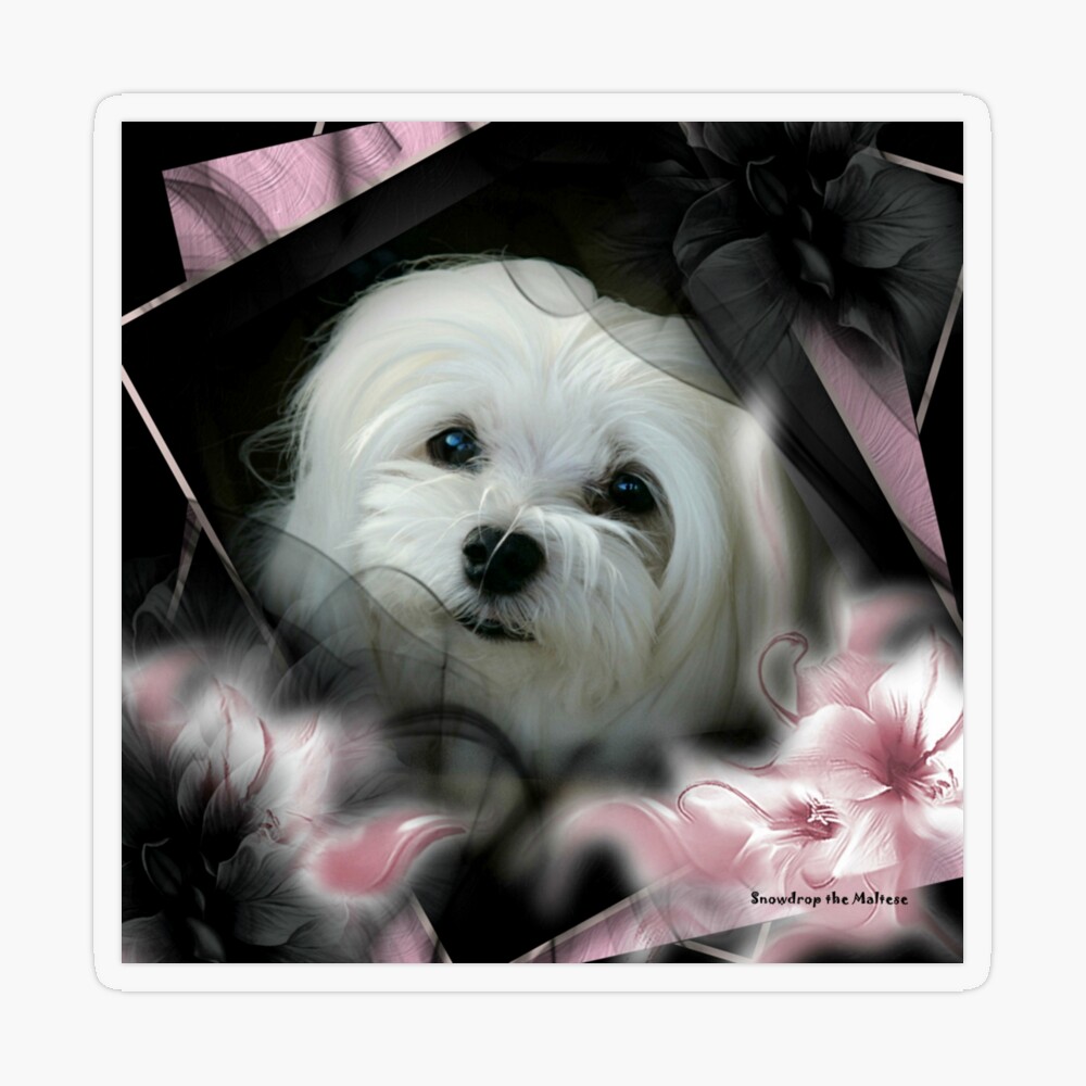 Hermes the Maltese Puppy Tote Bag for Sale by Morag Bates