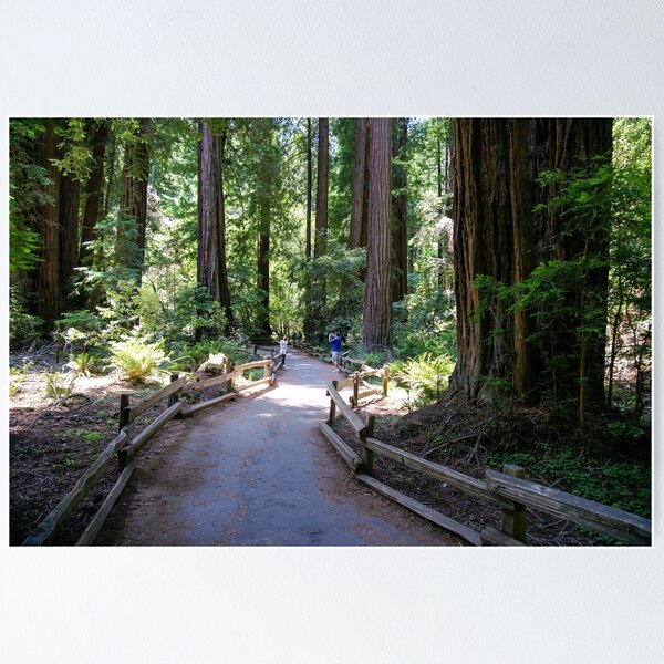 Item preview, Muir Woods National Monument, Mill Valley, California, USA designed and sold by rossacampbell.