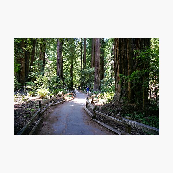 Item preview, Muir Woods National Monument, Mill Valley, California, USA designed and sold by rossacampbell.