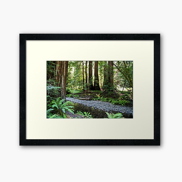 Item preview, Muir Woods National Monument, Mill Valley, California, USA designed and sold by rossacampbell.