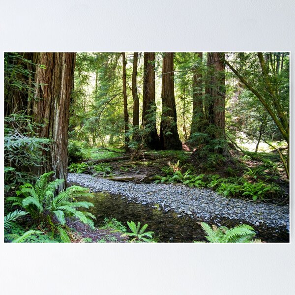 Item preview, Muir Woods National Monument, Mill Valley, California, USA designed and sold by rossacampbell.