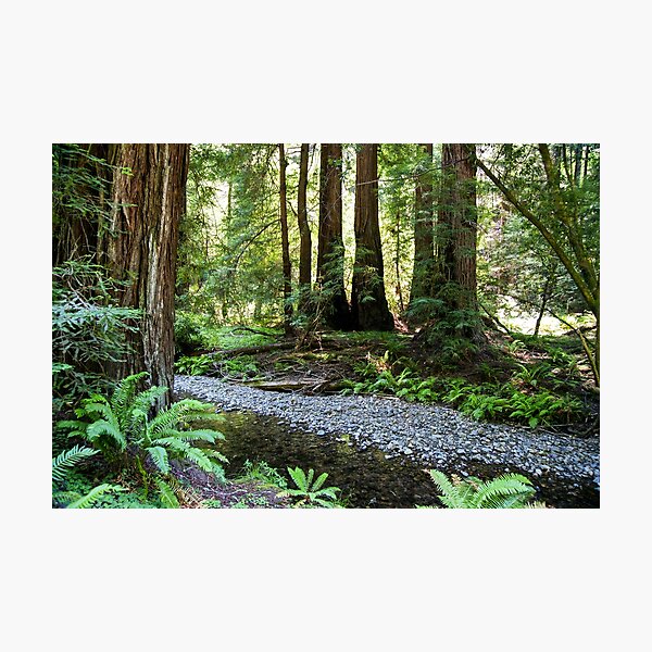Item preview, Muir Woods National Monument, Mill Valley, California, USA designed and sold by rossacampbell.