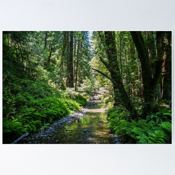 Item preview, Muir Woods National Monument, Mill Valley, California, USA designed and sold by rossacampbell.