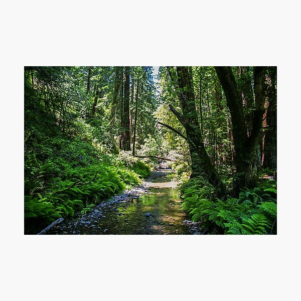 Item preview, Muir Woods National Monument, Mill Valley, California, USA designed and sold by rossacampbell.
