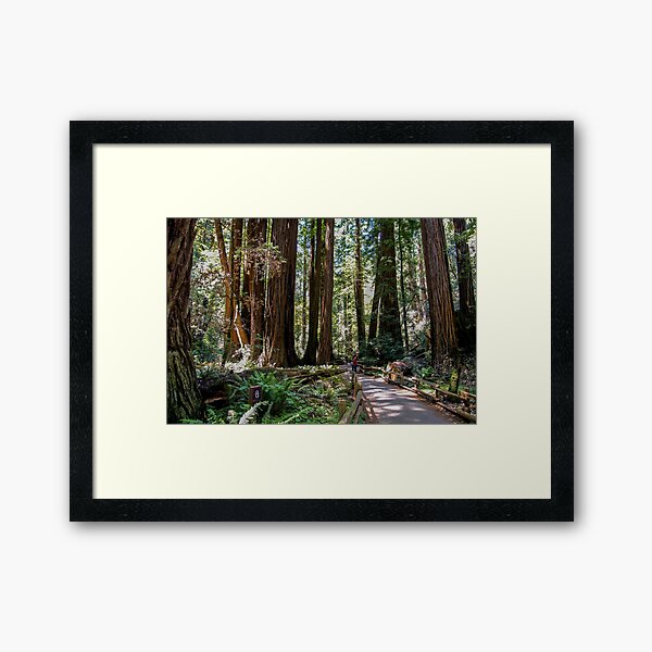 Item preview, Muir Woods National Monument, Mill Valley, California, USA designed and sold by rossacampbell.
