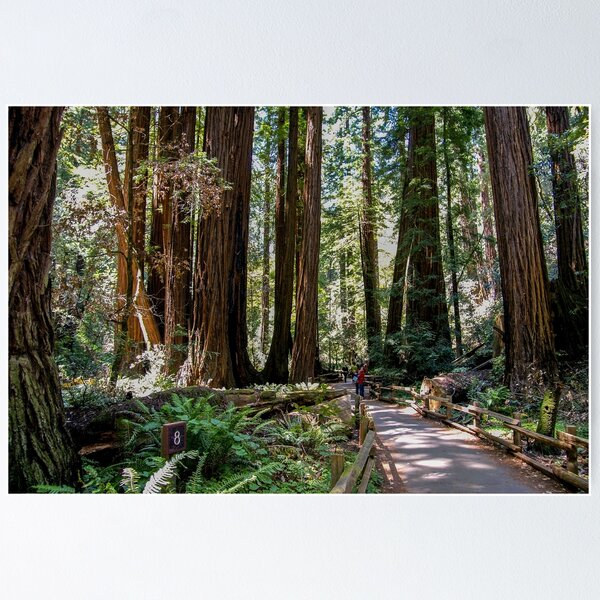 Item preview, Muir Woods National Monument, Mill Valley, California, USA designed and sold by rossacampbell.