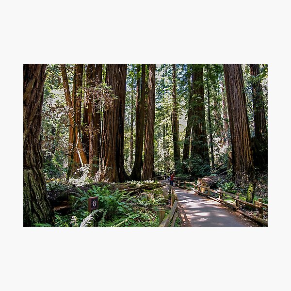 Item preview, Muir Woods National Monument, Mill Valley, California, USA designed and sold by rossacampbell.
