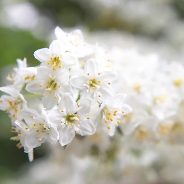 Artwork thumbnail, Spring by Getty72
