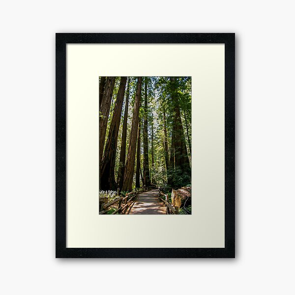Item preview, Muir Woods National Monument, Mill Valley, California, USA designed and sold by rossacampbell.