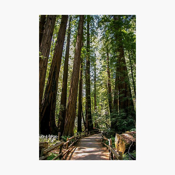 Item preview, Muir Woods National Monument, Mill Valley, California, USA designed and sold by rossacampbell.