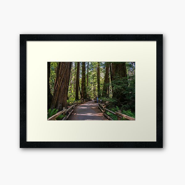 Item preview, Muir Woods National Monument, Mill Valley, California, USA designed and sold by rossacampbell.