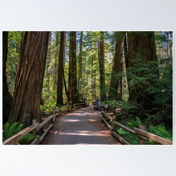 Item preview, Muir Woods National Monument, Mill Valley, California, USA designed and sold by rossacampbell.