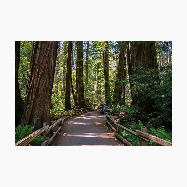 Item preview, Muir Woods National Monument, Mill Valley, California, USA designed and sold by rossacampbell.