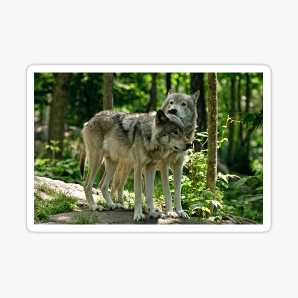 Whisper Sweet Nothing - Timberwolves Sticker