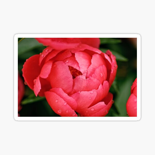 Nathalie - Peony Sticker