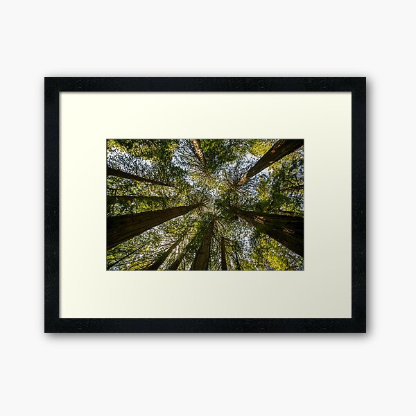 Item preview, Muir Woods National Monument, Mill Valley, California, USA designed and sold by rossacampbell.