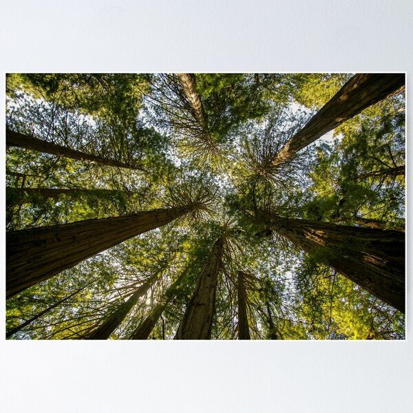 Item preview, Muir Woods National Monument, Mill Valley, California, USA designed and sold by rossacampbell.