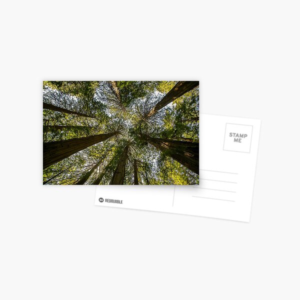 Item preview, Muir Woods National Monument, Mill Valley, California, USA designed and sold by rossacampbell.
