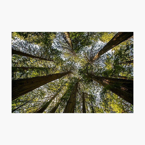 Item preview, Muir Woods National Monument, Mill Valley, California, USA designed and sold by rossacampbell.