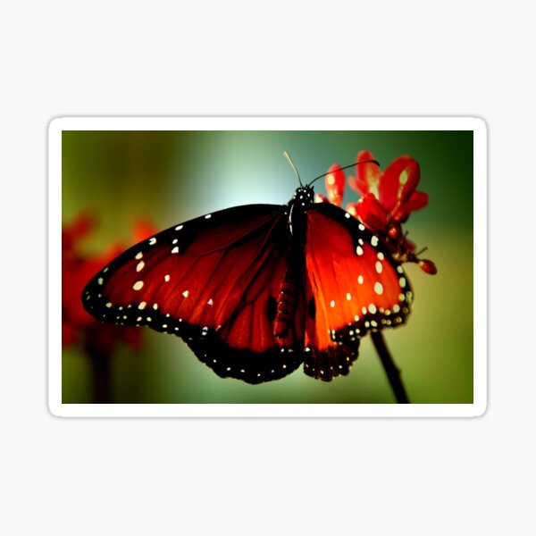 ~Just like a butterfly... Sticker