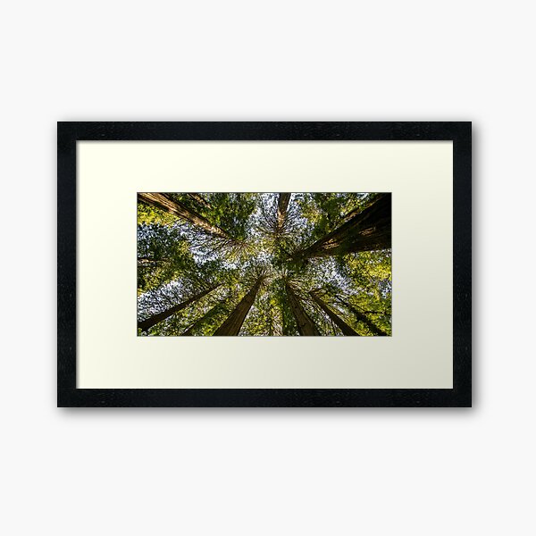 Item preview, Muir Woods National Monument, Mill Valley, California, USA designed and sold by rossacampbell.