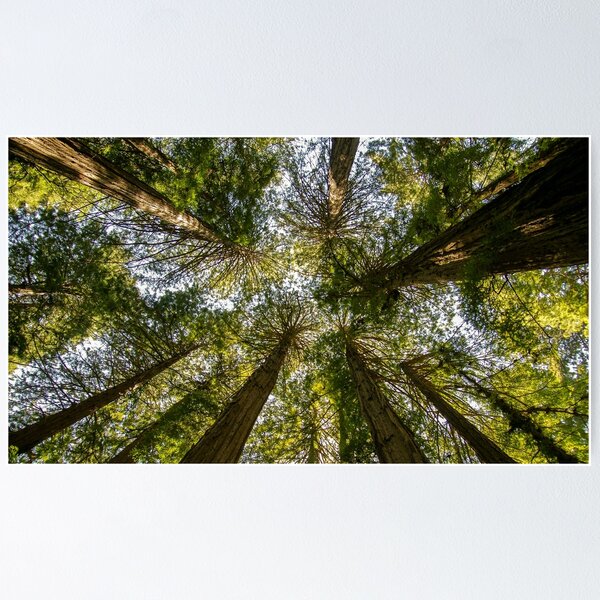 Item preview, Muir Woods National Monument, Mill Valley, California, USA designed and sold by rossacampbell.