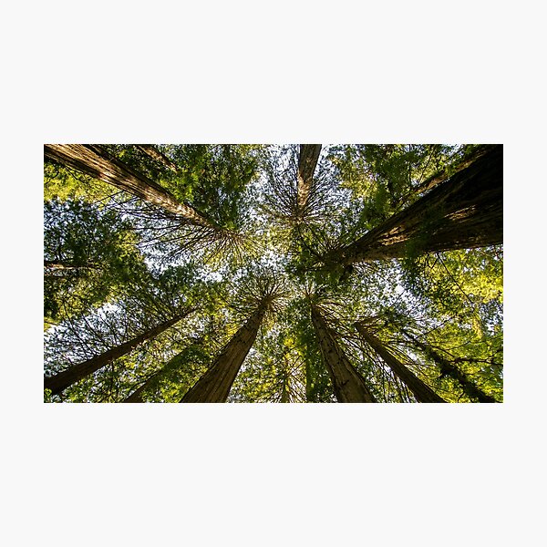Item preview, Muir Woods National Monument, Mill Valley, California, USA designed and sold by rossacampbell.