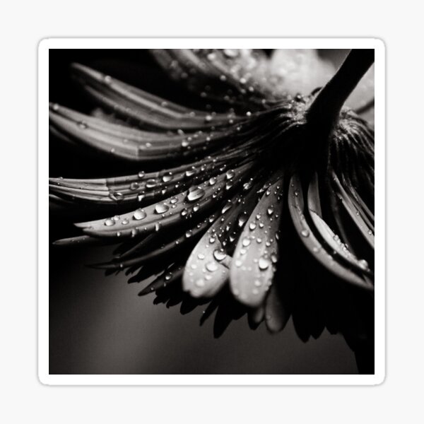 Gerbera Sticker