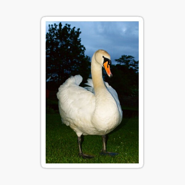 Proud Swan Sticker