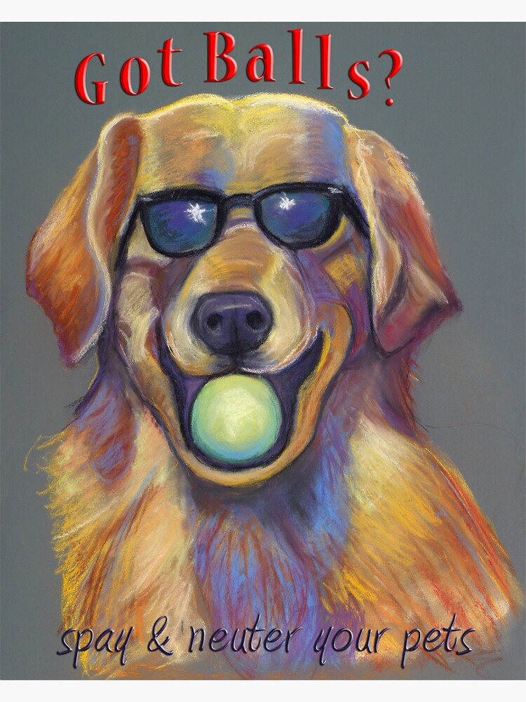 Golden Retriever Not Spaying Dog Golden Retriever When Is The Best