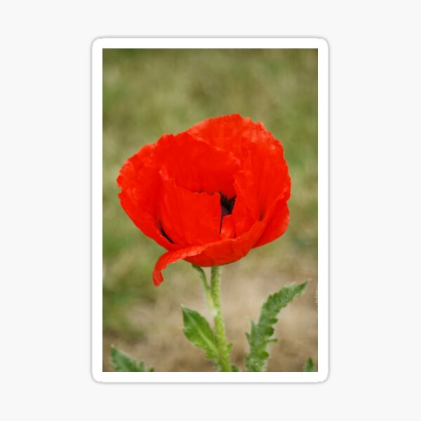 Red Poppy Sticker