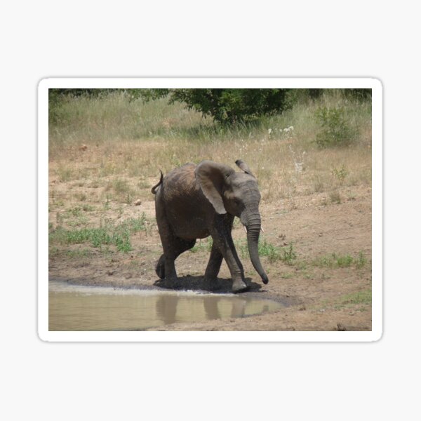 'I'm So Excited, I Just Can't Hide It.......' - Timbavati, South Africa Sticker