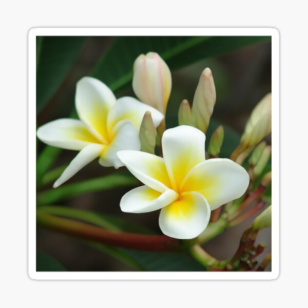 Artikel-Vorschau von Franjipani - von der Knospe bis zur Blüte, designt und verkauft von Trish Hart.