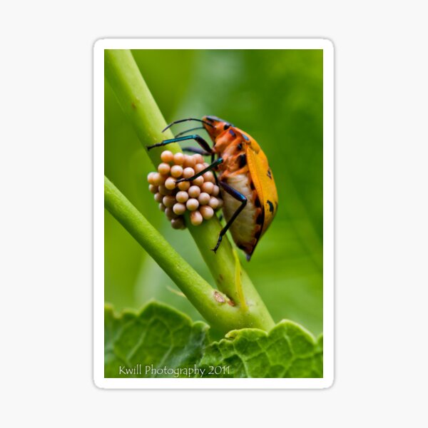 Harlequin Beetle Sticker