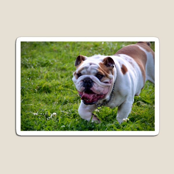 ~Floyd~ Magnet