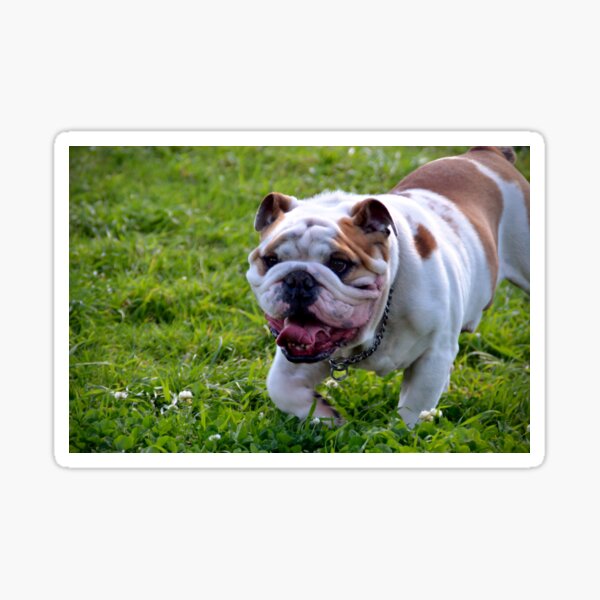 ~Floyd~ Sticker